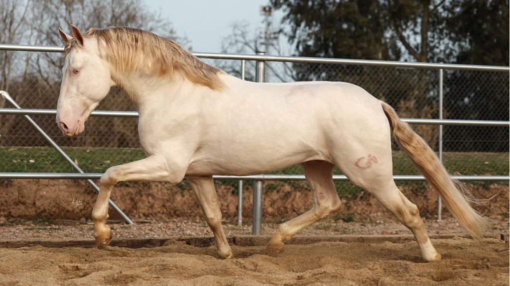Barock PRE Perlino Pferd zu verkaufen.  Cod 26517