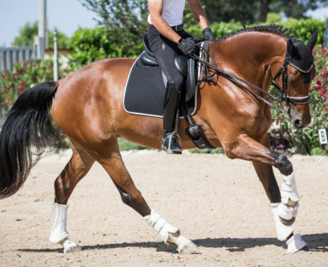 Excellent Oldenburg mare at Grand Prix level.  Cod 27034