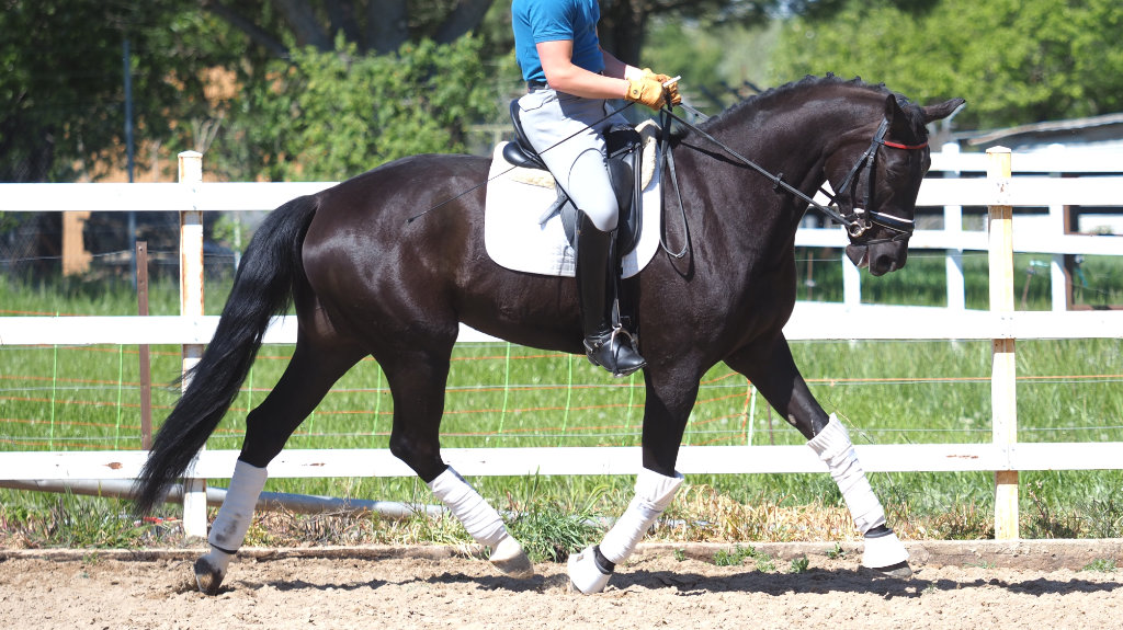 Black CDE horse ideal for amateurs riders.