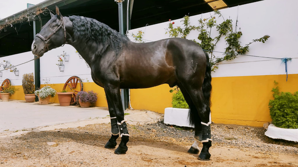 Beautiful Black Spanish Horse for Sale. Cod 26939