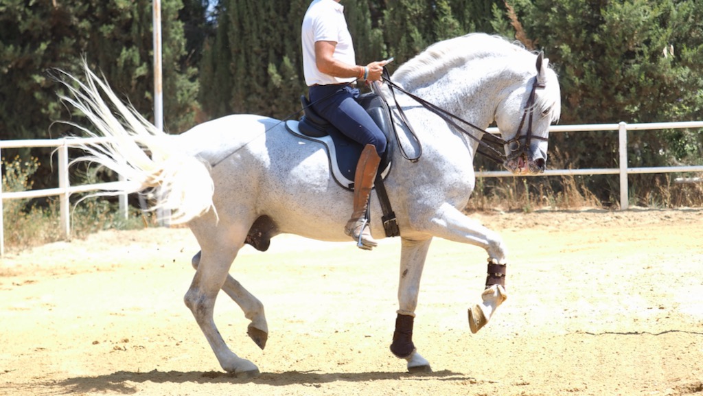 Baroque Spanish Horse for sale.  Cod 27192