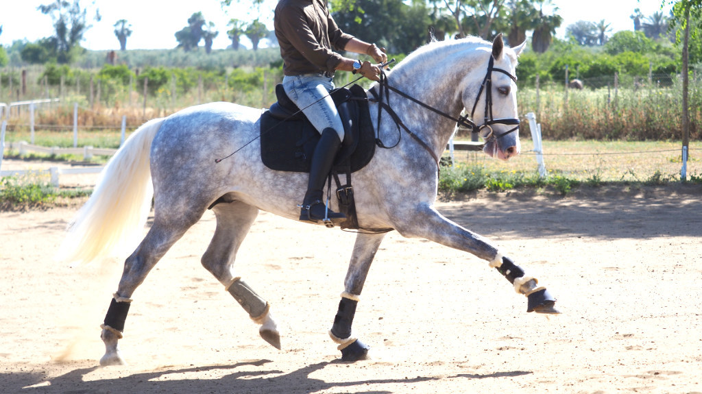 Excellent Spanish Horse with good bloodlines.  Cod 26873