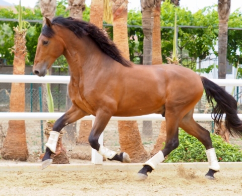 Spanish horse with quality of movement for dressage. Cod 27438