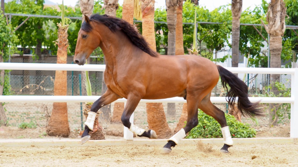 Spanisches Pferd mit Bewegungsqualität für die Dressur. Cod 27438