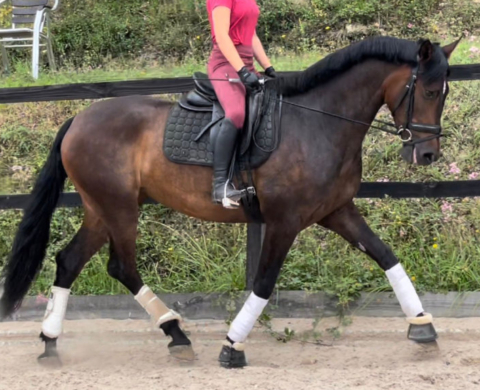 Spanish mare with good bloodline piro free. Cod 27406