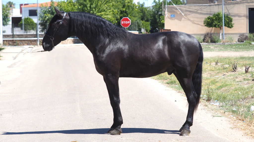 Außergewöhnlicher schwarzer PRE-Pferdesohn von Trovador. Cod 27319