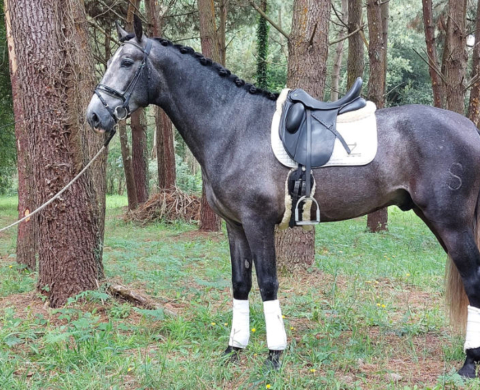 Interesting PRE horse free of piro. Cod 27461