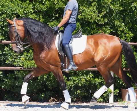 Young Spanish Horse with projection for Dressage. Cod 25756