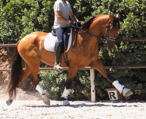 Exceptional PRE Horse with projection for Dressage. Cod 27634