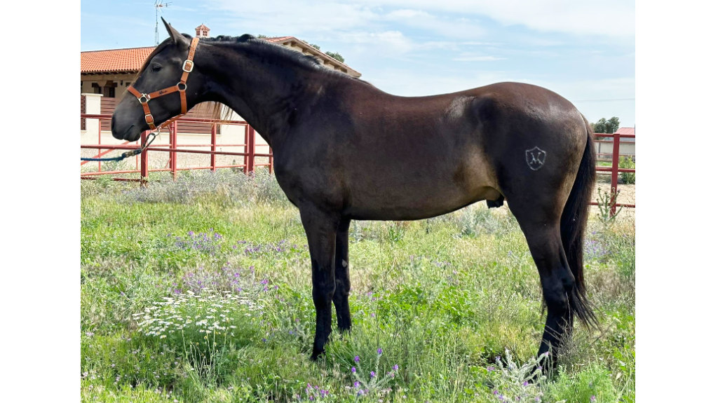 Young buckskin PRE horse for sale.  Cod 27536