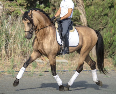 Magnífico caballo español Bayo libre de piro. Cod. 27888