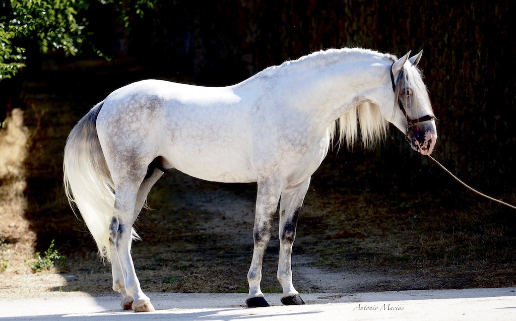 Außergewöhnliches PRE Pferd mit langer Mähne piro frei.  Cod 27600