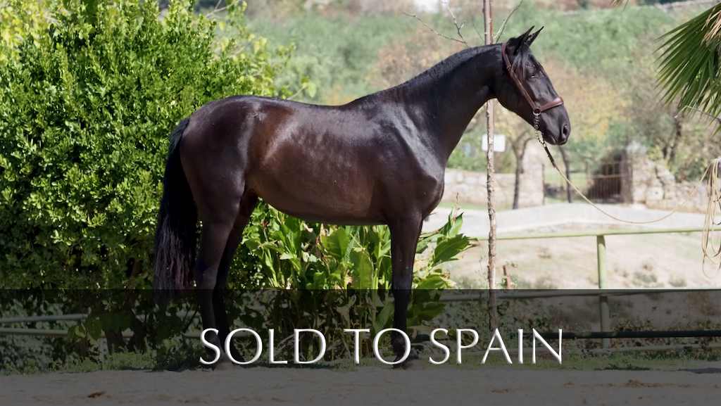 Black Spanish mare with good character and movements. Cod 28265