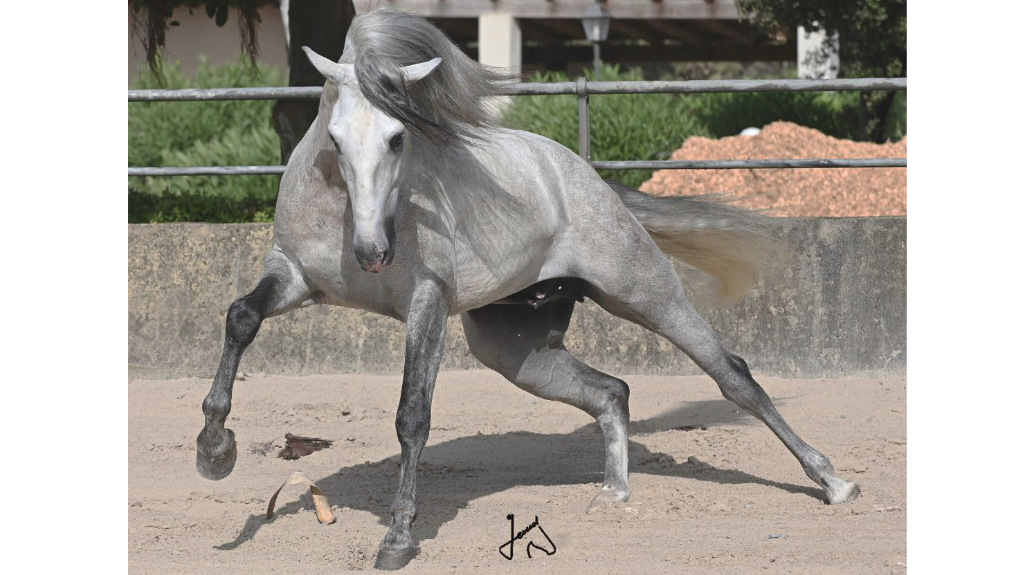 Super PRE Pferd Sohn von Romero de Trujillo. Cod 28164