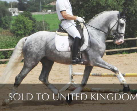 Young PRE horse with good bloodlines.  Cod 28085