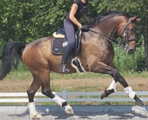 Westphalian horse at Grand Prix level for sale. Cod 28625