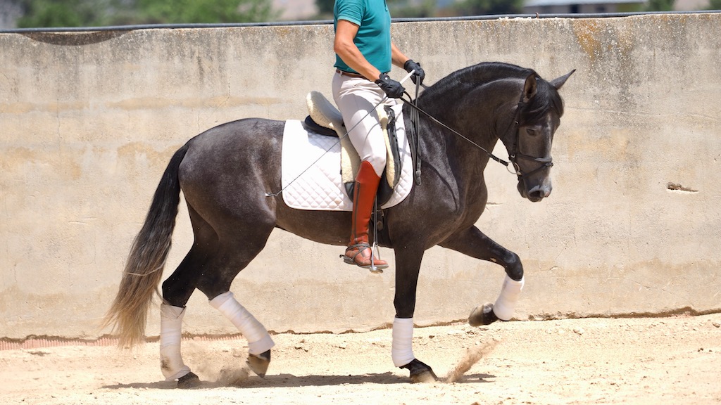 PRE-Pferd mit gutem Charakter, ideal für Amateurreiter. Cod 28530