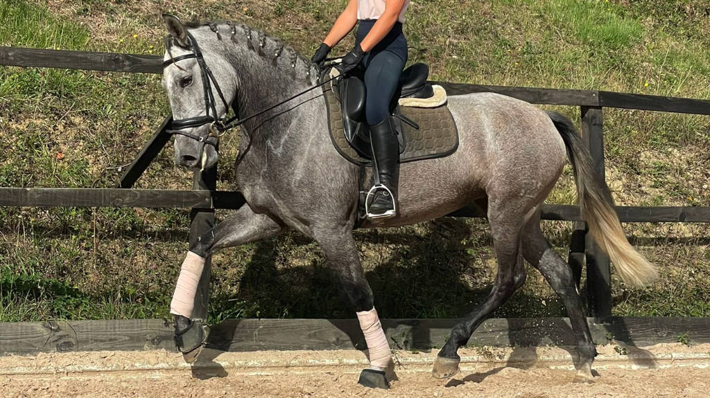 Young Spanish Mare for sale piro free. Cod 28691