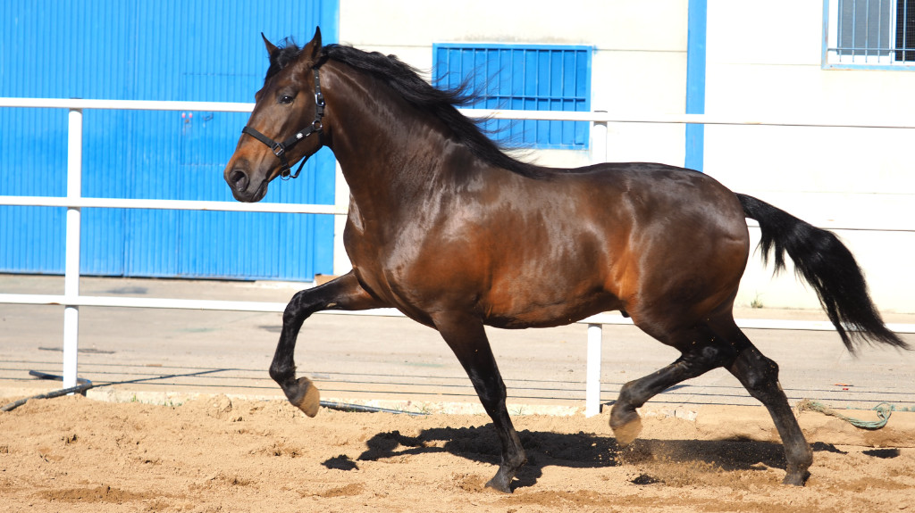 Spectacular Spanish stallion Piro free. Cod 28972