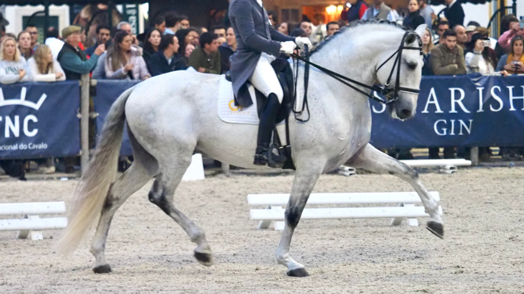 Talented Lusitano Horse at Grand Prix level. Cod 28862