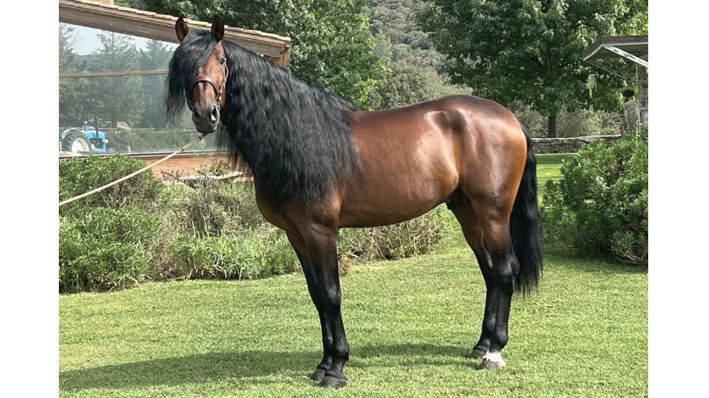 Exceptional PRE Horse with piaffe free of piro. Cod 29302