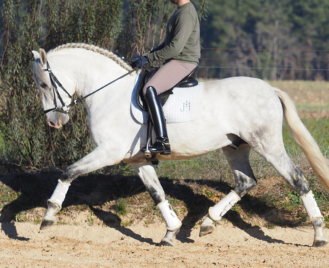 Noble PRE horse of great beauty.  Cod 29317