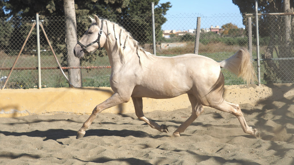 Exceptional Palomino Pre with expressive movements. Cod 29106