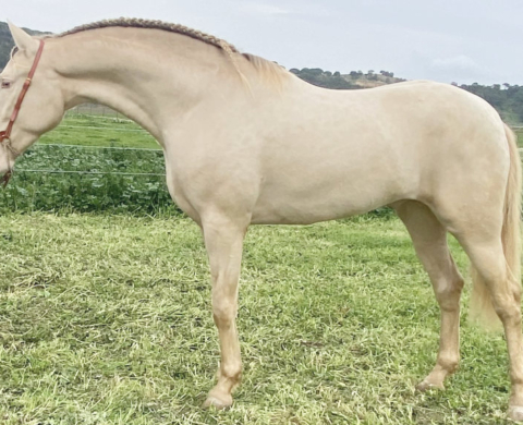 Young Pearl PRE stallion with good bloodlines. Cod 29081