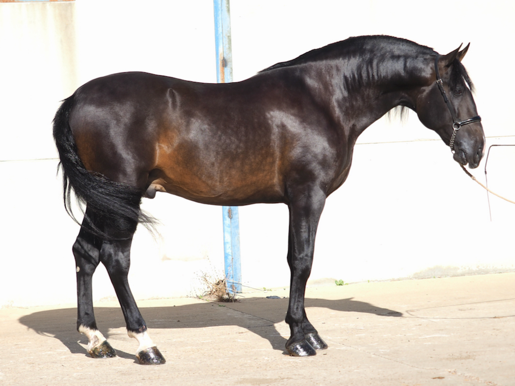 Impressive PRE horse Piro free. Cod 29483