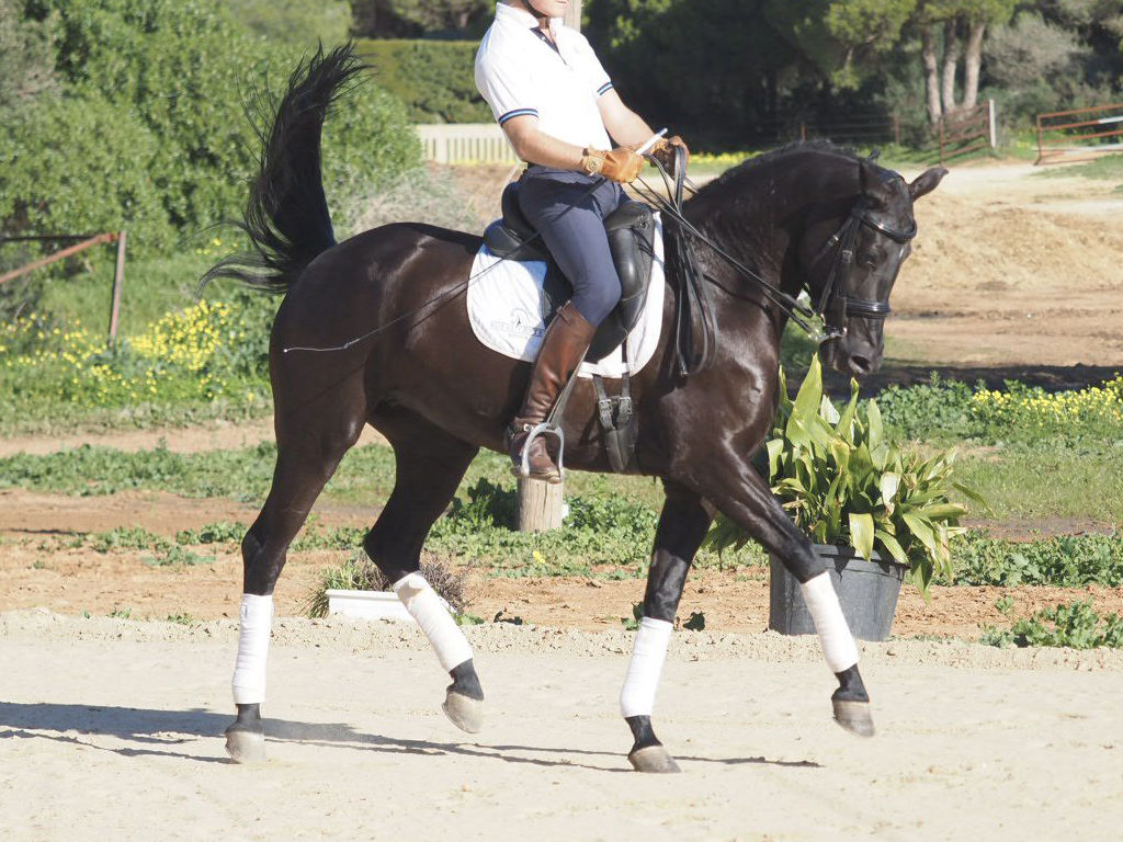 Fabulous black mare suitable for any rider. Cod 29626