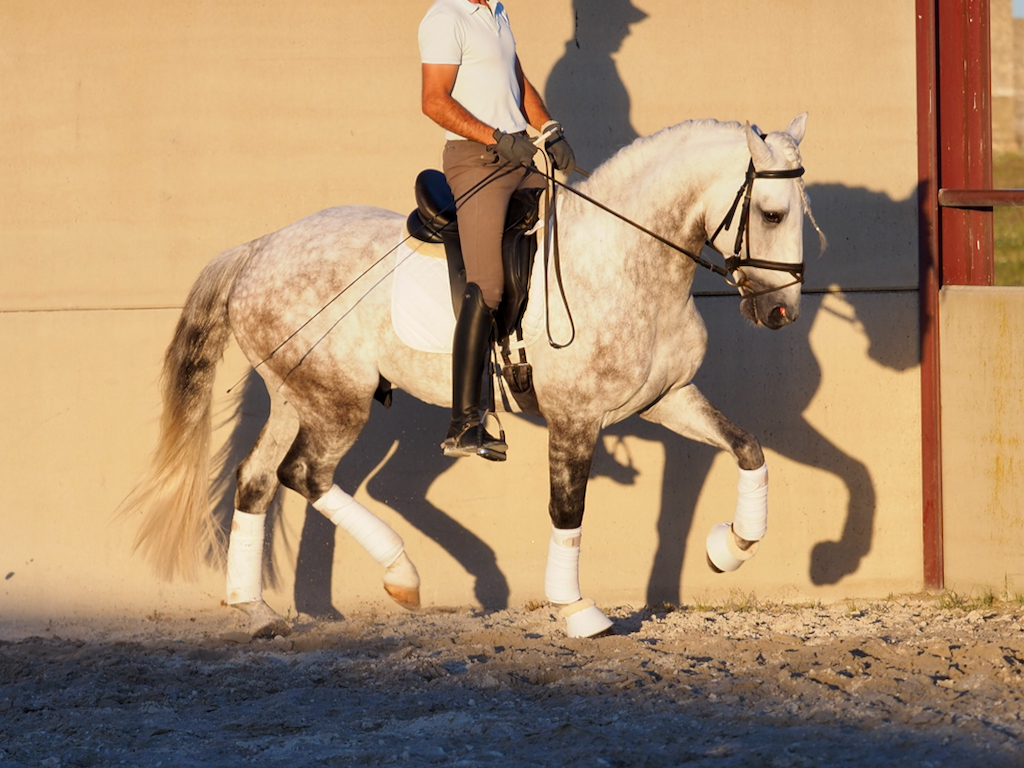 Quality Lusitano horse with dressage projection.  Cod 29560