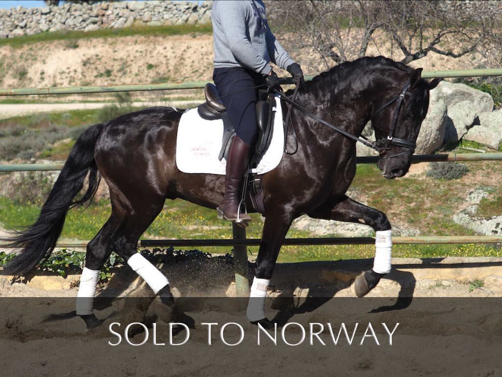 Beautiful Black Spanish Horse with exceptional character. Cod 28434