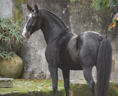 Barockes schwarzes Lusitano Pferd frei von Pyro. Cod 30049