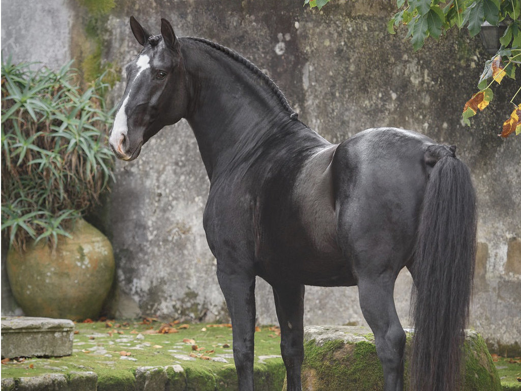 Baroque Black Lusitano Horse Piro free. Cod 30049