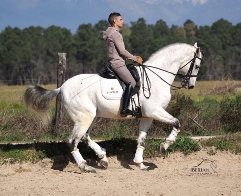 Top Dressage PRE Horse PSG Level. Ref. 02767