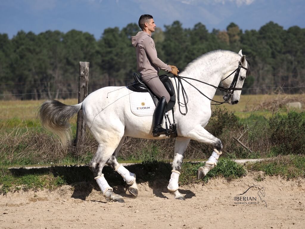 Top Caballo PRE para doma en nivel PSG.  Ref. 02767
