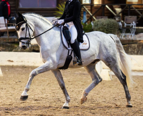 Magnificent healthy and pyro free PRE for sale. Cod. 30682