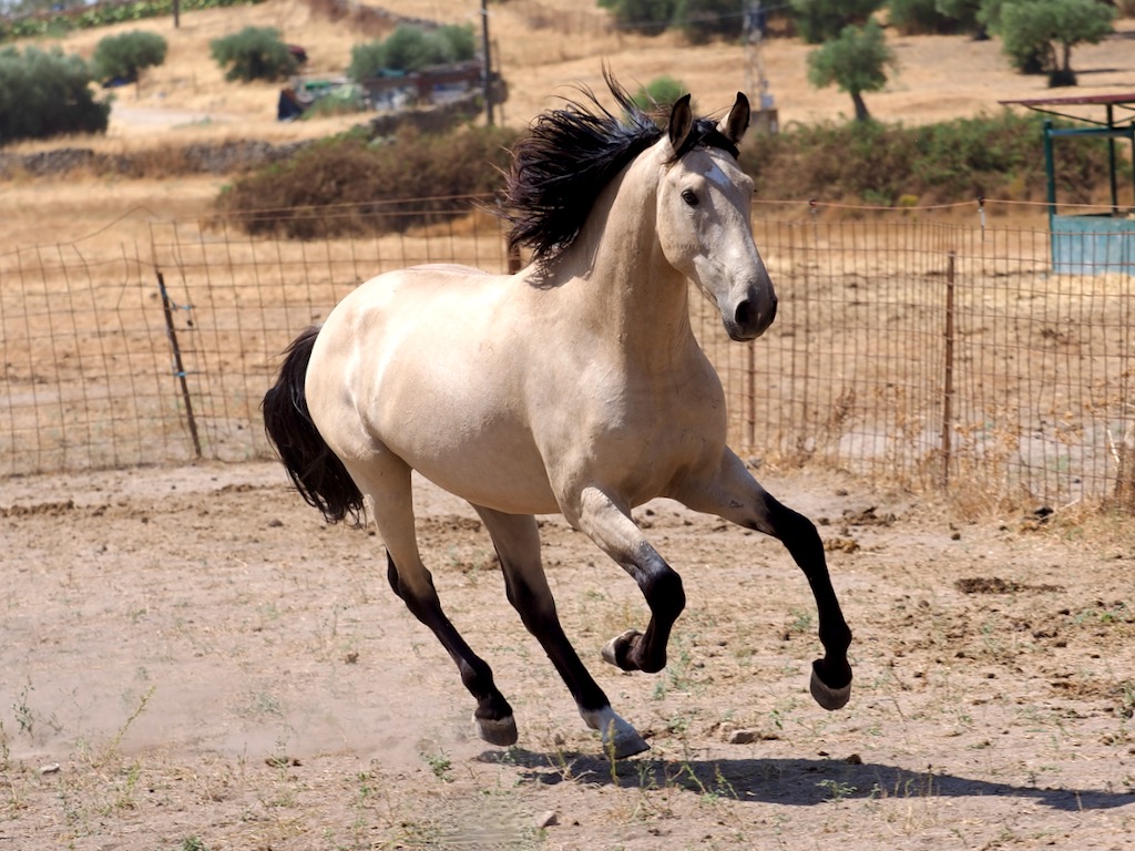 Elegant buckskin colt with a lot of potential. Cod. 30959