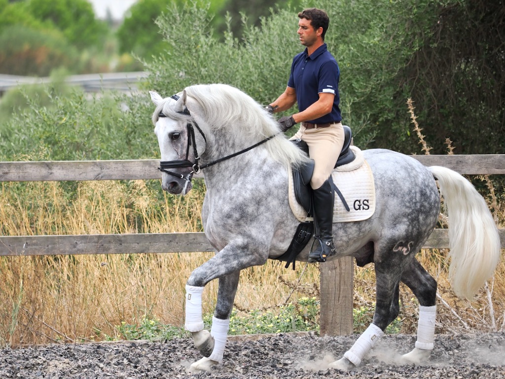 Baroque Spanish horse of fantastic bloodlines.  Cod. 30710