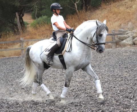 Excepcional Caballo PRE con calidad para doma.  Cod. 25456