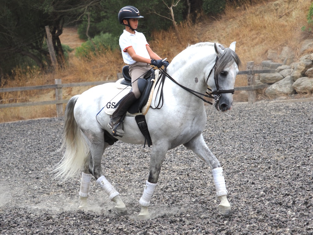 Exceptional PRE horse with dressage quality.  Cod 25456