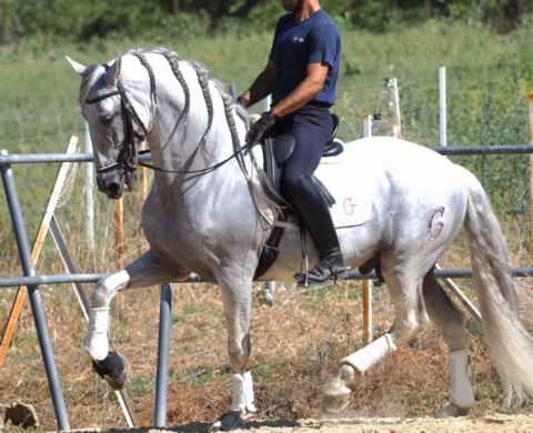 Talentoso Caballo PRE con expresivo Piaffe. Cod. 31169
