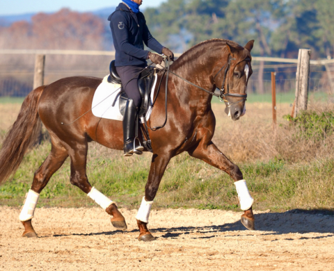 Caballo PRE para Doma libre de piro.  Cod. 24150