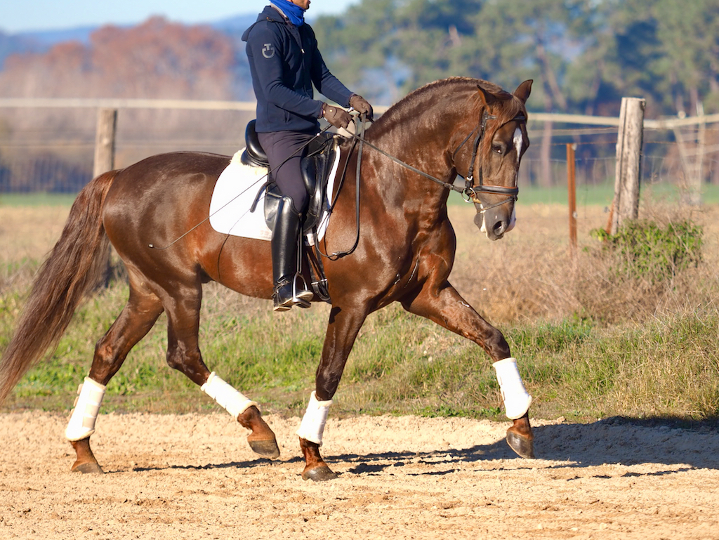 Cute Chestnut PRE stallion piro free. Cod 24150
