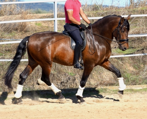 Nice PRE horse with projection for dressage. Cod. 32006