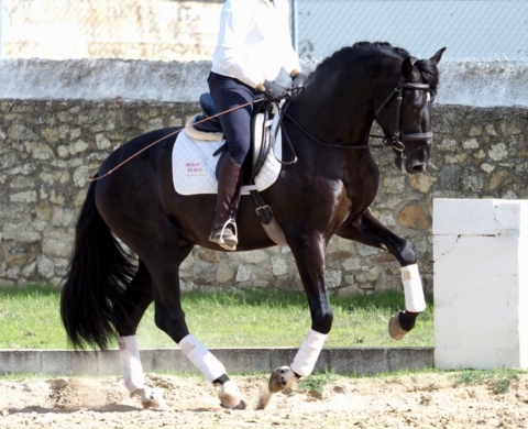 Joven Caballo PRE con talento para Doma. Ref. 02822