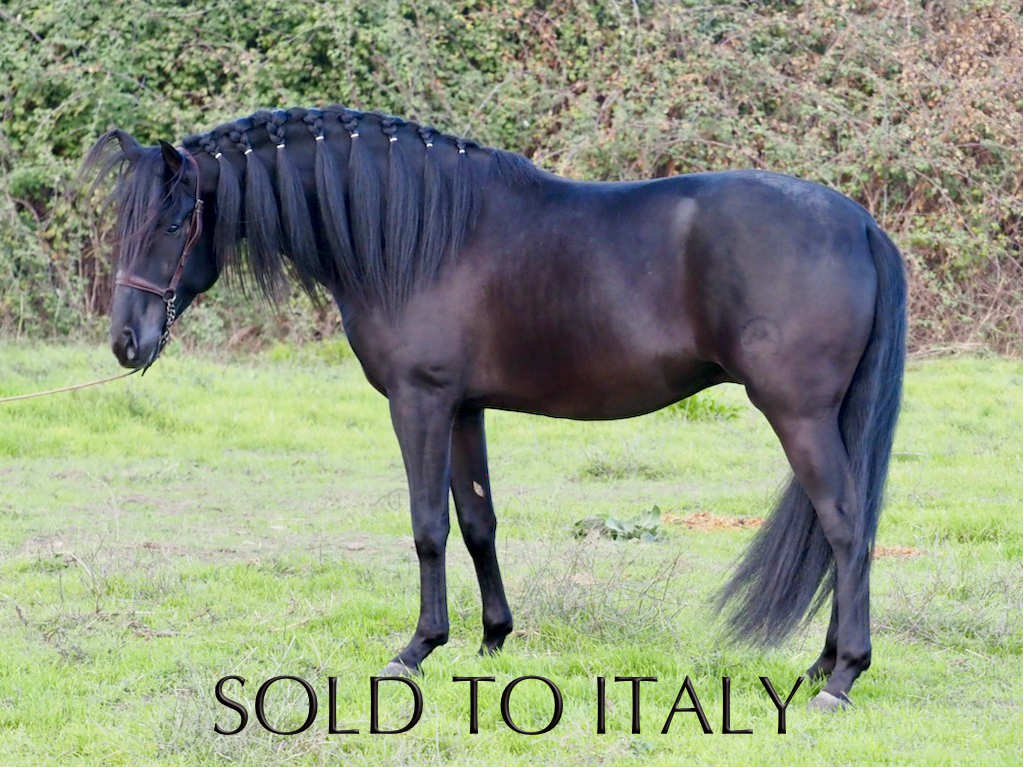 Fantastic black stallion for breeding.  Cod 28339