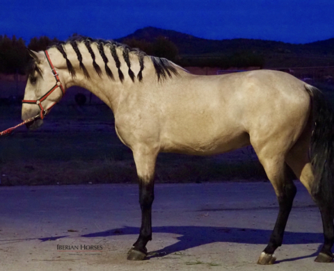 Excelente Caballo Español Bayo libre de piro. Cod. 28737