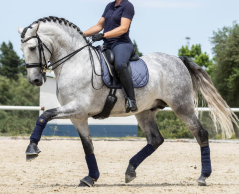 Elegante caballo PRE en nivel avanzado. Cod. 32294