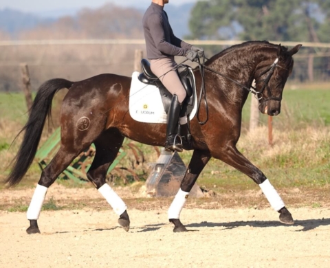 CDE Mare at Saint Georges Level & Piro Free. Cod. 33484
